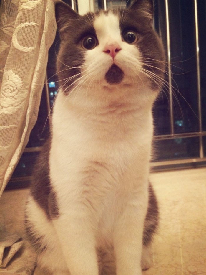 8Heres-the-OMG-cat-the-feline-with-one-expression-for-everything2__880
