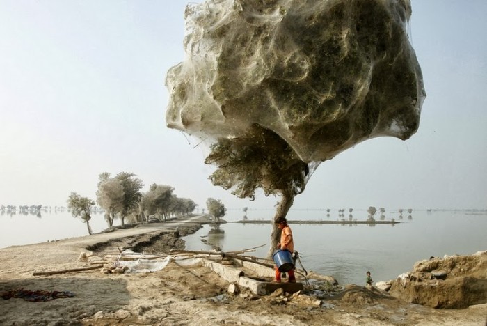 Spiderweb-cocooned-trees-in-Pakistan