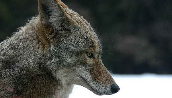 a98980_Coyote