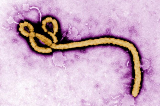 ebola virus 0