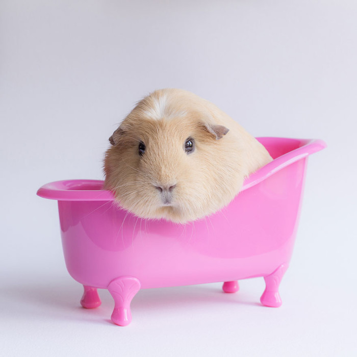 booboo-guinea-pig-bathtub