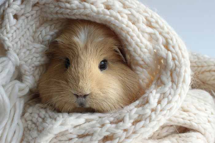 booboo-guinea-pig-blanket