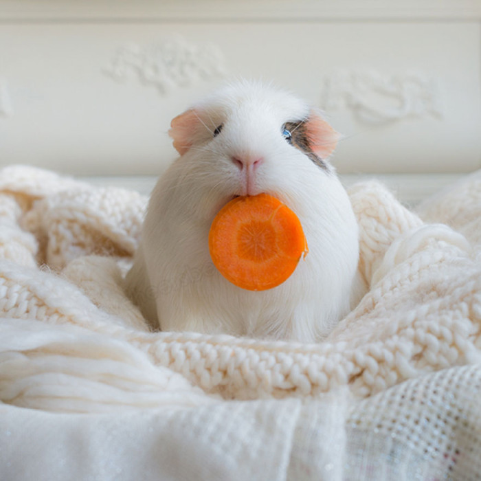 booboo-guinea-pig-carrot