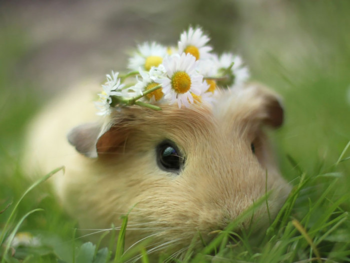 booboo-guinea-pig-flowers-daisy-ring