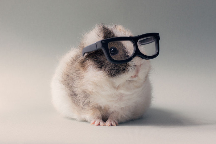 booboo-guinea-pig-friend-glasses
