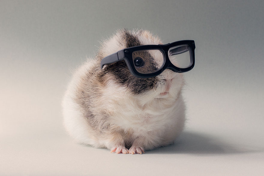 booboo guinea pig friend glasses