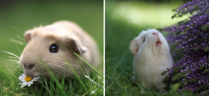 booboo-guinea-pig-mouse-friend