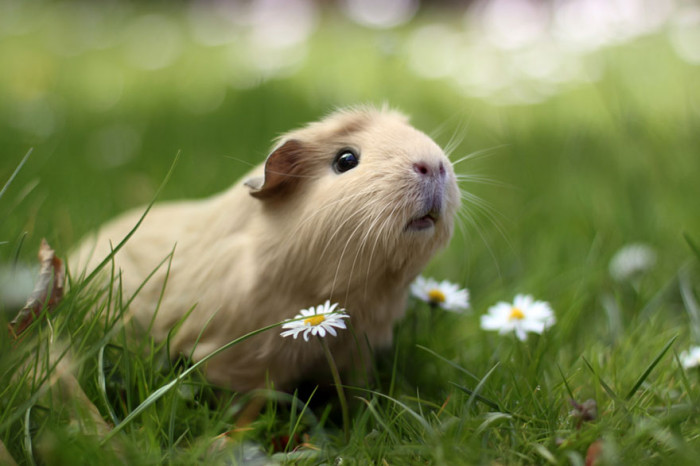 booboo-guinea-pig-outside-flowers