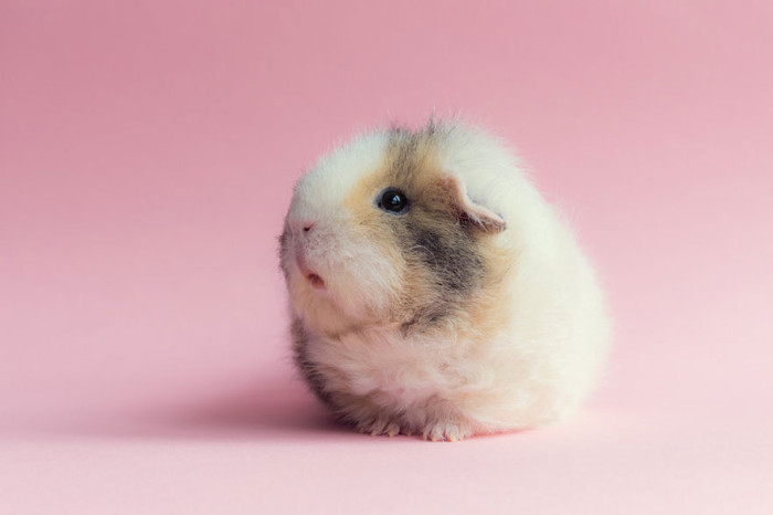 booboo-guinea-pig-pink