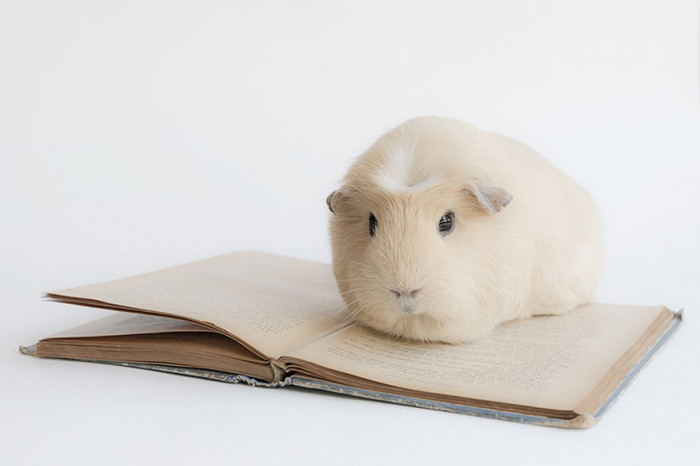 booboo-guinea-pig-reading-book