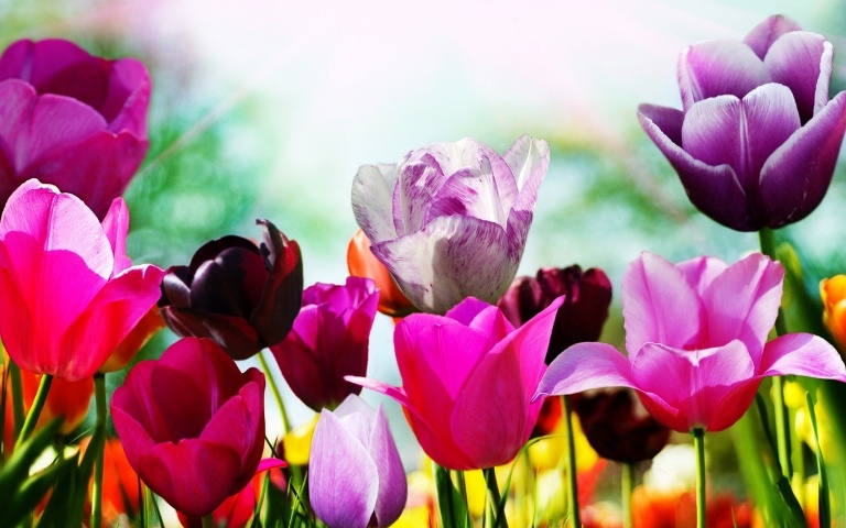 ob_29c579_3d-abstract-widewallpaper-tulips-in-spring-30012