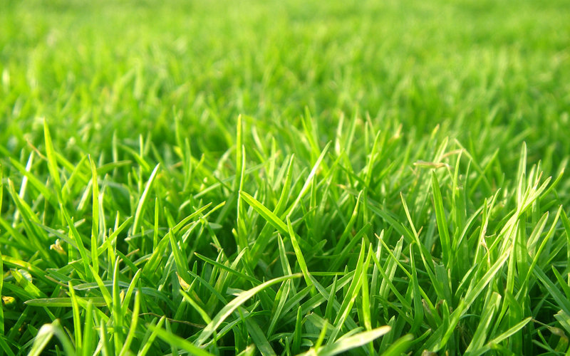 1 FreeGreatPicture.com 15815 grass material