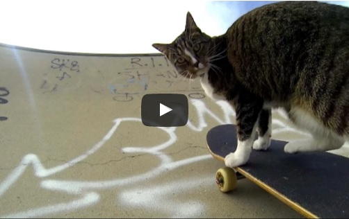 pisica skateboard