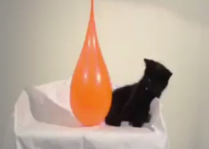 pisica si balonul cu apa