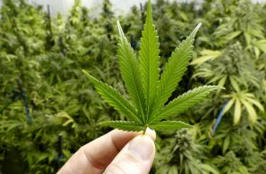 a man holding a marijuana leaf