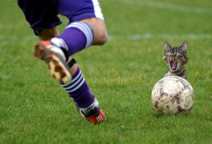 funny cat soccer problem crop 650x440