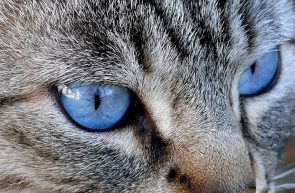 6919238 cat blue eyes
