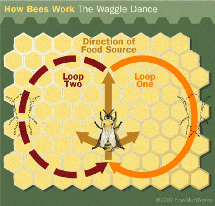bee waggle dance