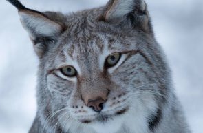 Lynx