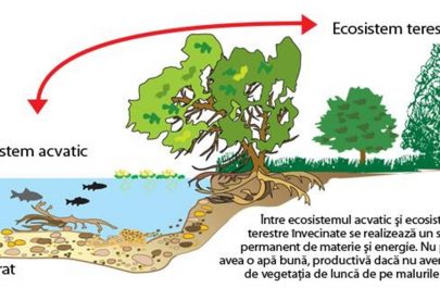 ecosistem1