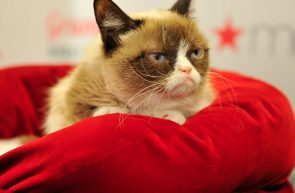 grumpy cat RIP