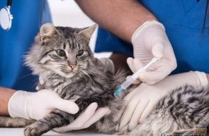 vaccinarea pisicilor2795