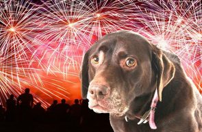 dog scared of fireworks anxiety cbd1060
