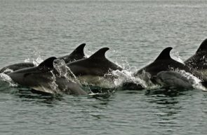 delfini marea neagra stiinta tehnica 1 696x435