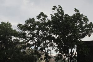 PORTOCALIU VIJELII