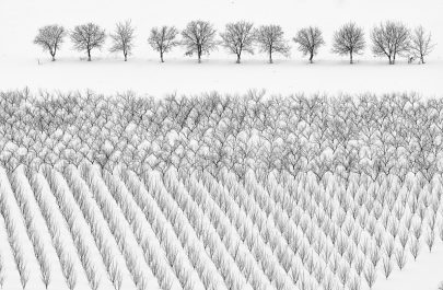 AAFR M - Poiata Anatol - Winter Trees