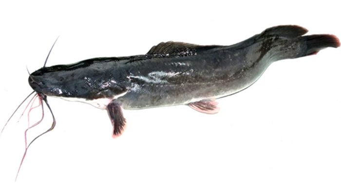 somn african catfish crimatex arad romania acvacultura pescarie