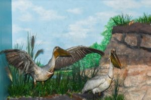 Pelican comun