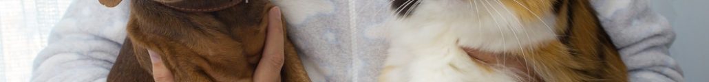 câine, pisică - Noi reguli UE pentru câini și pisici: microcipare, interzicerea vânzării în pet shop-uri și a lanțurilor dăunătoare. Legea va fi aplicată treptat în următorii ani
