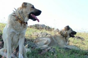 kangal