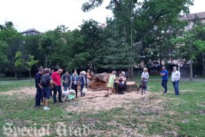 protest stejar taiat parcul eminescu 1