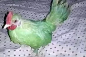 Un pakistanez a încercat să vândă pe OLX o găină vopsită în verde, susținând că e un papagal