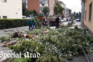 trei arbori tei taiati strada ioan suciu arad