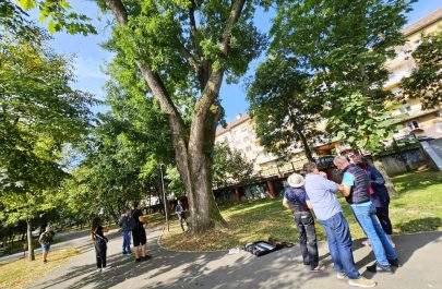 salcamul japonez din parcul Eminescu