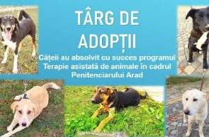 Târg de adopții câini organizat de Penitenciarul Arad și Adoptii de 4pezi