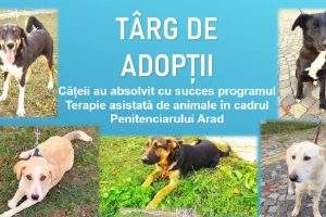 Târg de adopții câini organizat de Penitenciarul Arad și Adoptii de 4pezi