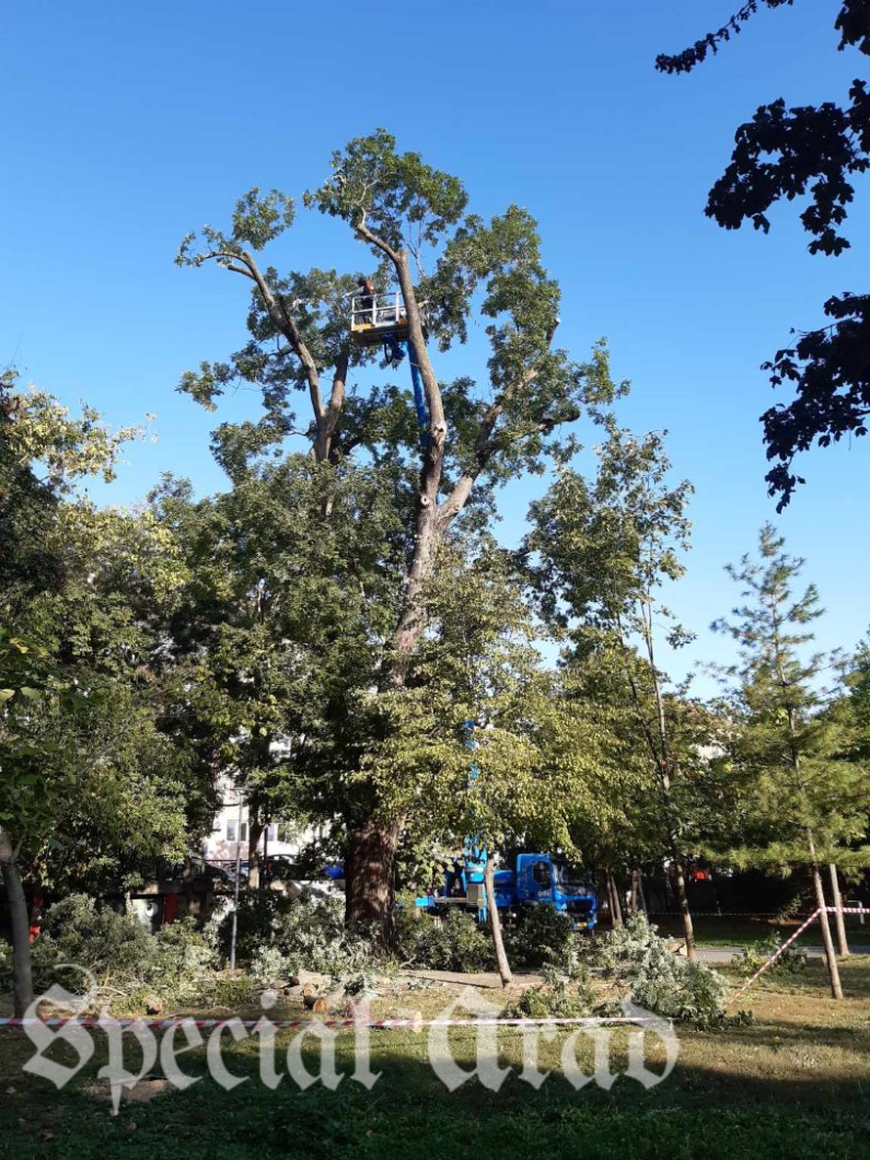 Arțarul japonez din Parcul Eminescu pus în siguranță