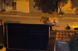Un leu scăpat dintr-un circ a umblat liber prin orașul italian Ladispoli