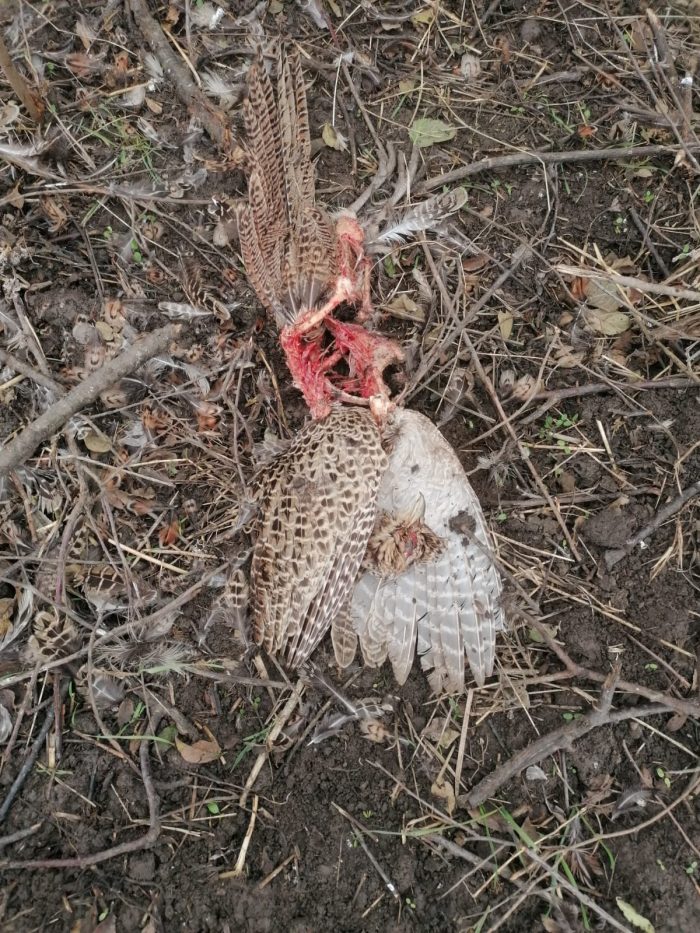 fazan mort fond de vânătoare