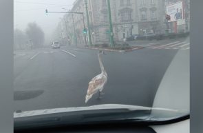 Un pui de lebădă a ieșit la o plimbare, printre mașini, la Podgoria