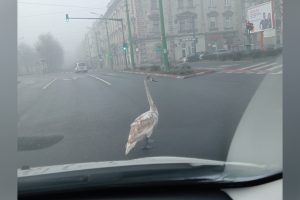 Un pui de lebădă a ieșit la o plimbare, printre mașini, la Podgoria