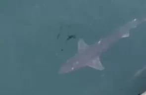 rechin caine de mare constanta