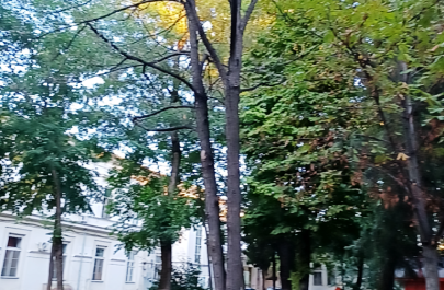 copaci curtea spitalului Municipal salcam