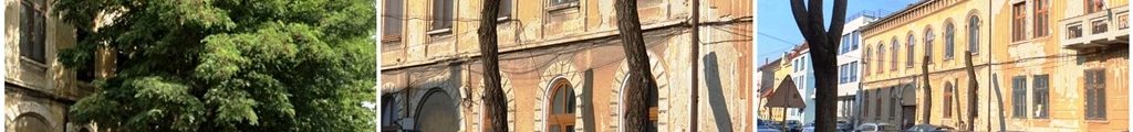 copaci Arad Episcopiei