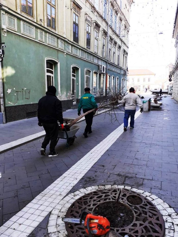 Copaci tăiați pe strada Mețianu