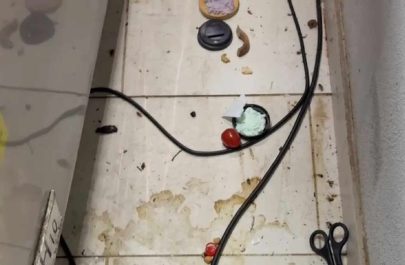 gândaci în bucătărie local anpc